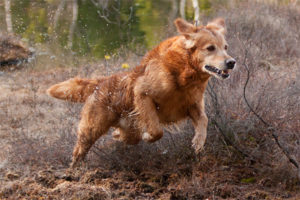 Målmedveten apportör